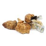 Koh Samui Magic Mushrooms